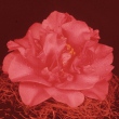 Frances Garoni